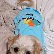 Rug Rat is registered to the contest to win money with this photo: animal, bed, blanket, blue_shirt, clothing, cozy, curious, cute, dog, friendly, fur, home, indoors, looking_at_camera, lying_down, pet, playful, small_dog, soft_texture, tail