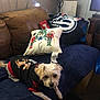 Rug Rat joined the competition — help win amazing prizes! blanket, christmas, couch, cozy, decor, dog, furniture, holiday, home, indoor, lamp, living_room, nutcracker, pet, pillow, reindeer, resting, small_dog, sweater, wood_paneling