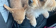 Rug Rat is registered to the contest to win money with this photo: animal, bottle, car_interior, center_console, closeup, companion, curious, cute, dog, friendship, furry, indoor, pet, puppy, resting, seatbelt, sleeping, snuggling, transportation, travel