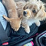 animal, bottle, car_interior, center_console, closeup, companion, curious, cute, dog, friendship, furry, indoor, pet, puppy, resting, seatbelt, sleeping, snuggling, transportation, travel