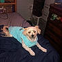 Rug Rat joined the competition — help win amazing prizes! bed, blue_shirt, canine, cozy, curious, dog, domestic_animal, drawer, flash, flash_reflection, fur, furniture, indoor, lying_down, pet, resting, room, shelf, small_dog, white_dog