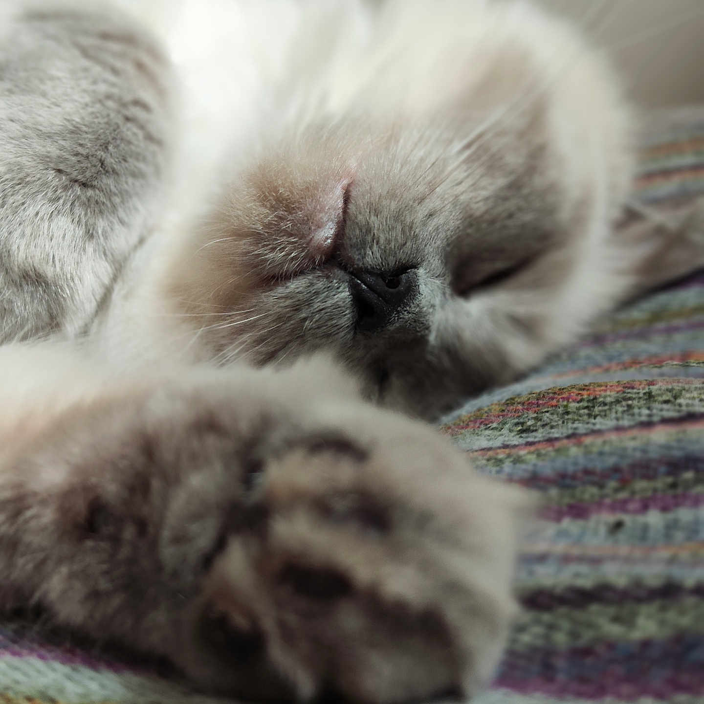 Blue participe au concours pour gagner de l'argent avec cette photo : abyssinian, animal, canine, cat, claw, couch, dog, electronics, furniture, hardware, hook, kitten, manx, person, pet, siamese, sleeping, snout