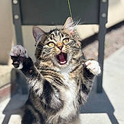 Bella Gibson is registered to the contest to win money with this photo: cat, tabby, outdoor, playful, paws, fur, mouth_open, string, sunlight, shadow, pet, animal, whiskers, ears, eyes, feline, cute, expression, mid_action, blurred_background