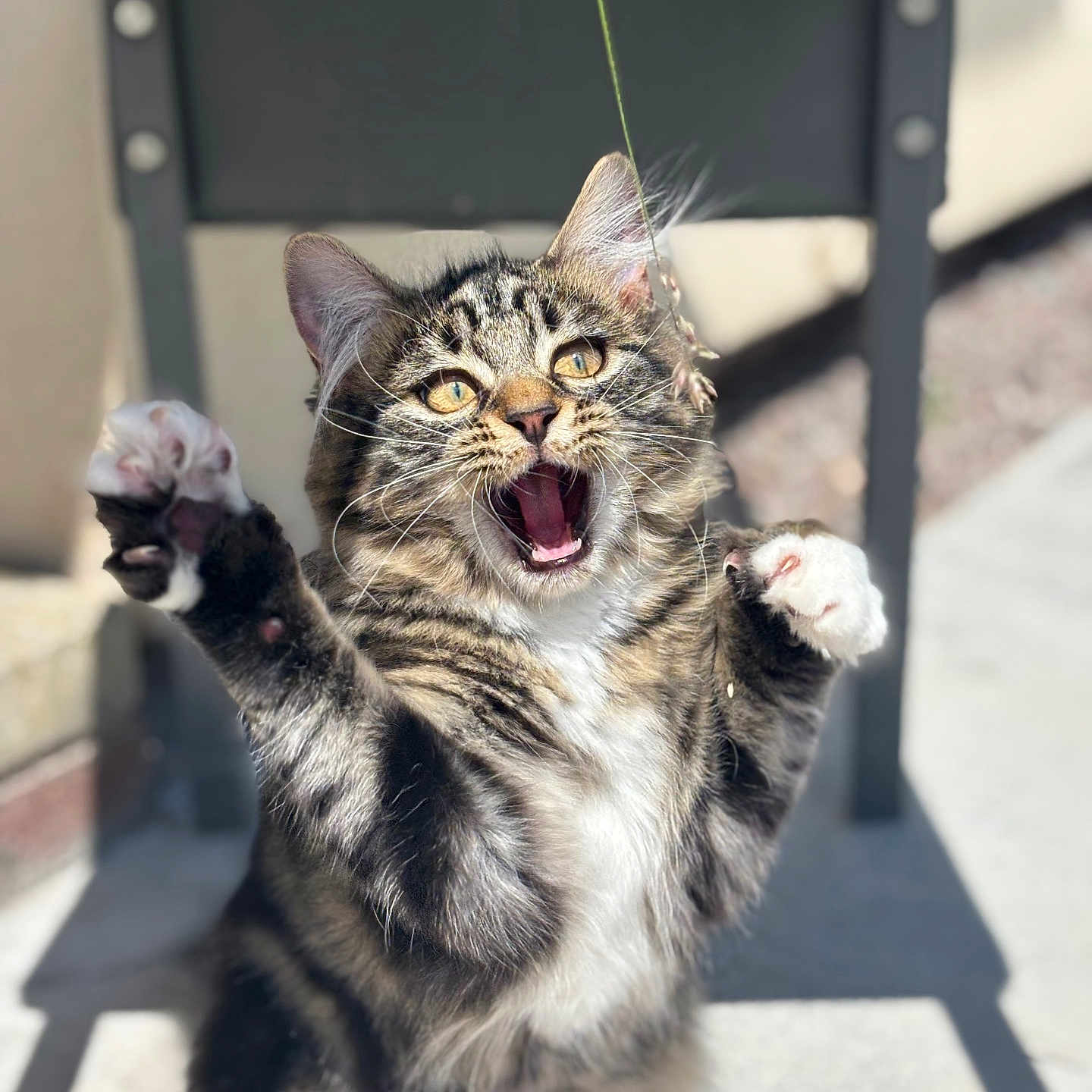 Bella Gibson is registered to the contest to win money with this photo: animal, blurred_background, cat, cute, ears, expression, eyes, feline, fur, mid_action, mouth_open, outdoor, paws, pet, playful, shadow, string, sunlight, tabby, whiskers