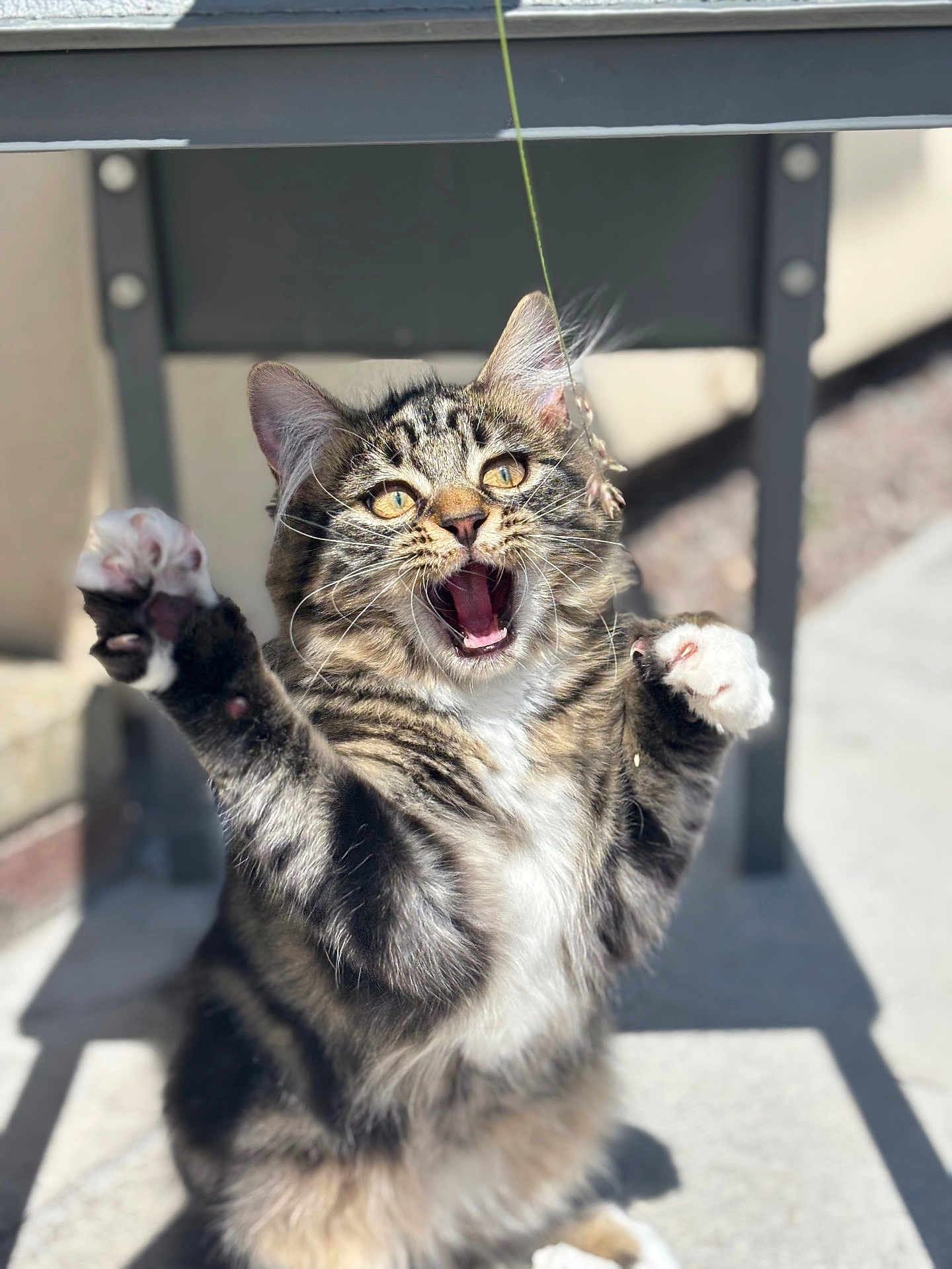 Bella Gibson is registered to the contest to win money with this photo: cat, tabby, outdoor, playful, paws, fur, mouth_open, string, sunlight, shadow, pet, animal, whiskers, ears, eyes, feline, cute, expression, mid_action, blurred_background