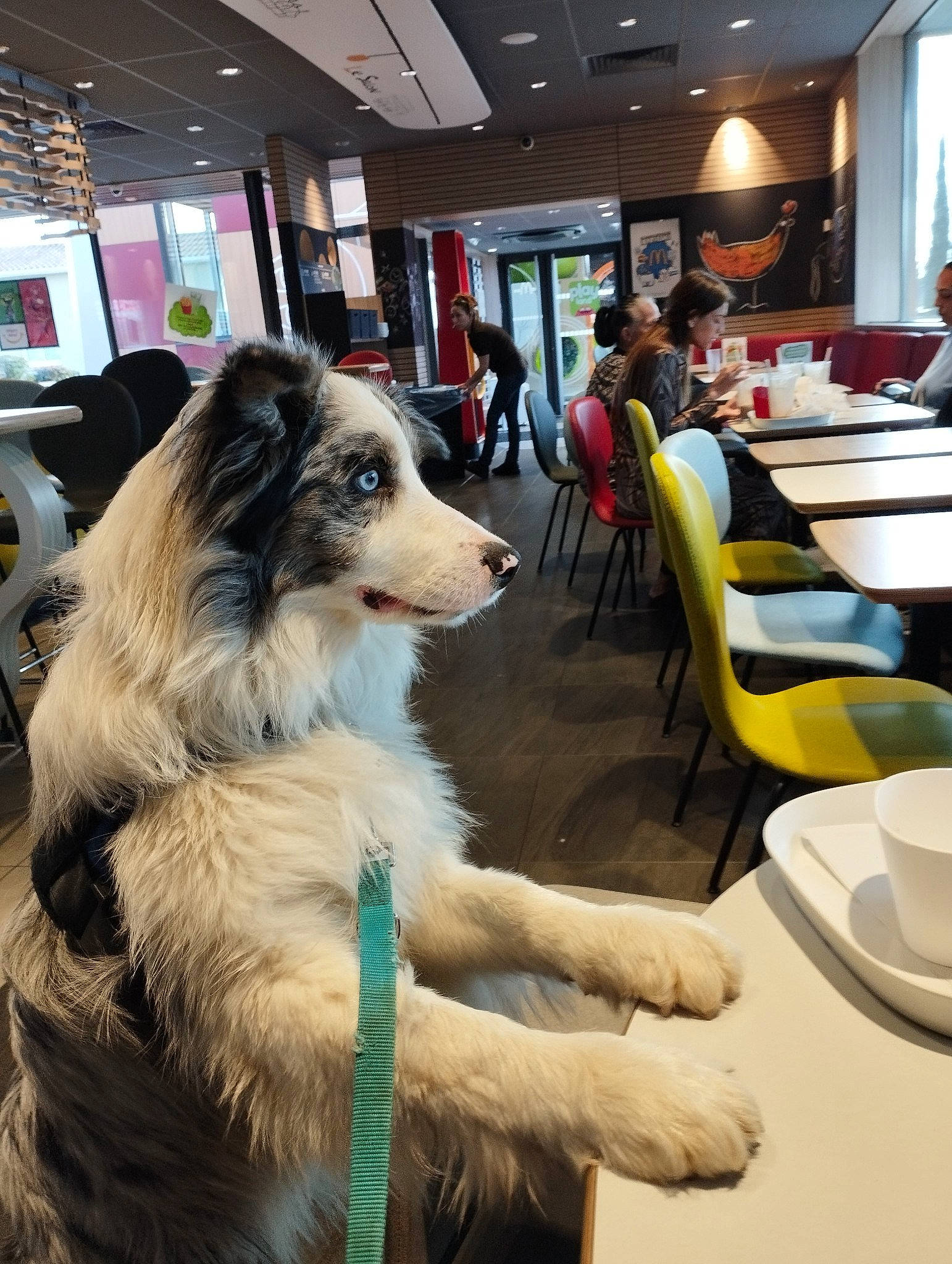 Alfred participe au concours pour gagner de l'argent avec cette photo : ancient_dog_breeds, canidae, carnivore, chair, collar, companion_dog, dog, dog_breed, event, flooring, fur, herding_dog, recreation, sporting_group, table, television, working_dog