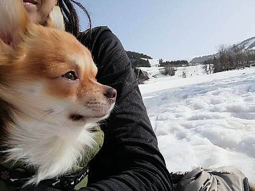 Toby participe au concours pour gagner de l'argent avec cette photo : adventure, canidae, carnivore, companion_dog, dog, dog_breed, fawn, freezing, fur, glacial_landform, ice_cap, sky, snow, spitz, sporting_group, toy_dog, tree, whiskers, winter, working_dog