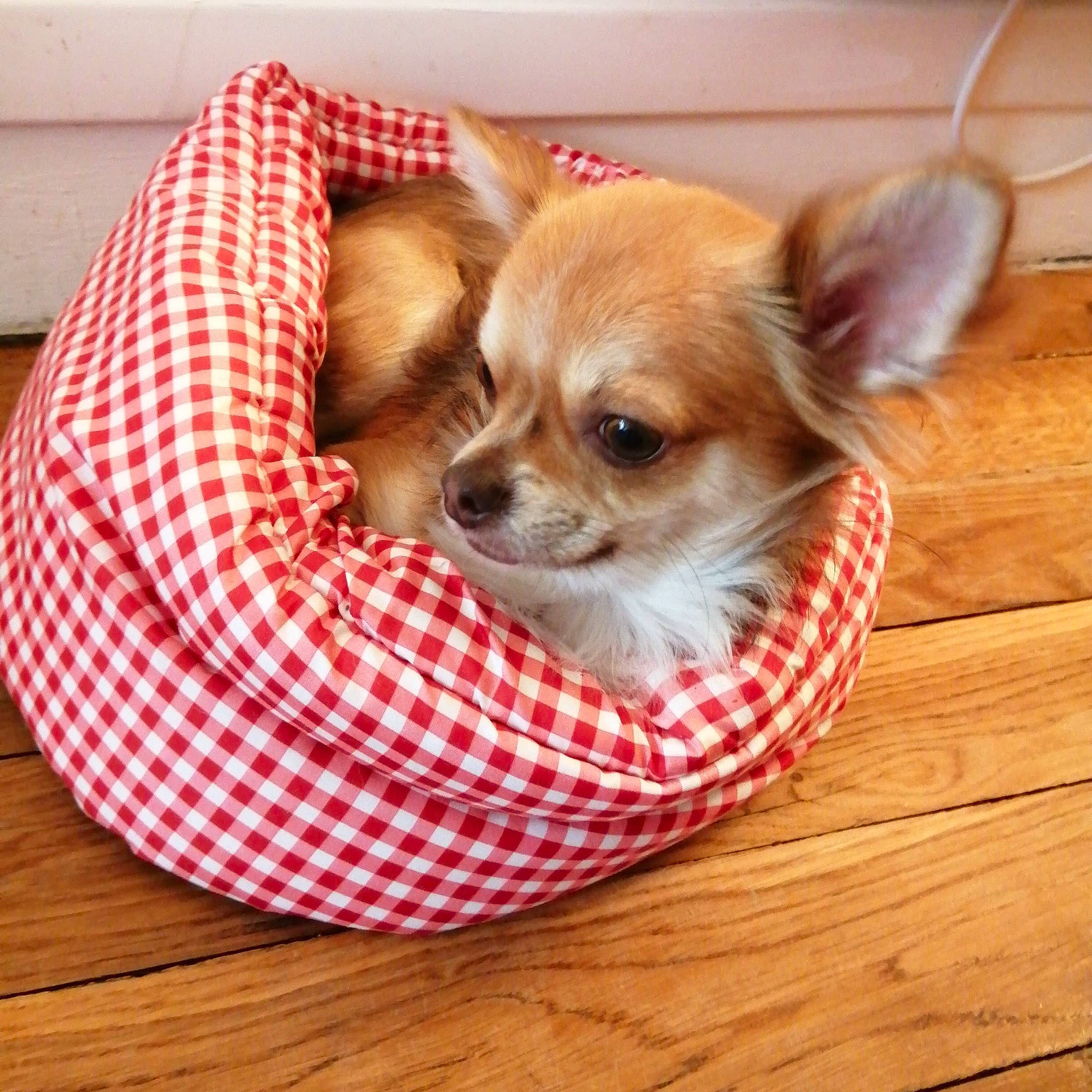 Toby participe au concours pour gagner de l'argent avec cette photo : carnivore, chihuahua, comfort, companion_dog, dog, dog_bed, dog_breed, dog_supply, fawn, flooring, hardwood, pattern, plaid, small_terrier, sporting_group, terrier, toy_dog, whiskers, wood, wood_stain