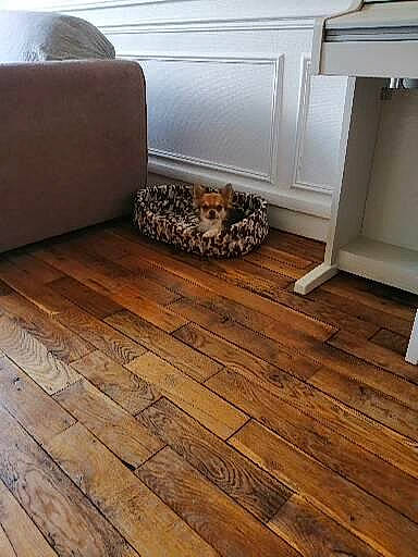 Toby a rejoint le concours — aidez-le/la à gagner de superbes lots ! beige, brown, building_material, comfort, composite_material, couch, floor, flooring, hardwood, laminate_flooring, pattern, plank, plywood, rectangle, room, studio_couch, varnish, wood, wood_flooring, wood_stain