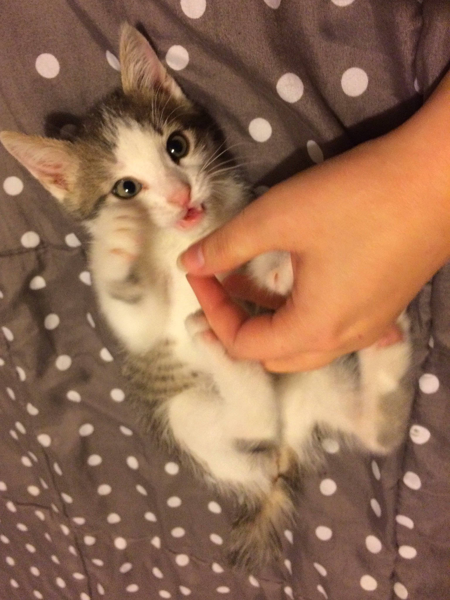 Rubis participe au concours pour gagner de l'argent avec cette photo : carnivore, cat, claw, domestic_short_haired_cat, fawn, felidae, foot, fur, gesture, human_leg, lap, nail, pattern, paw, small_to_medium_sized_cats, tail, textile, whiskers, white, wrist