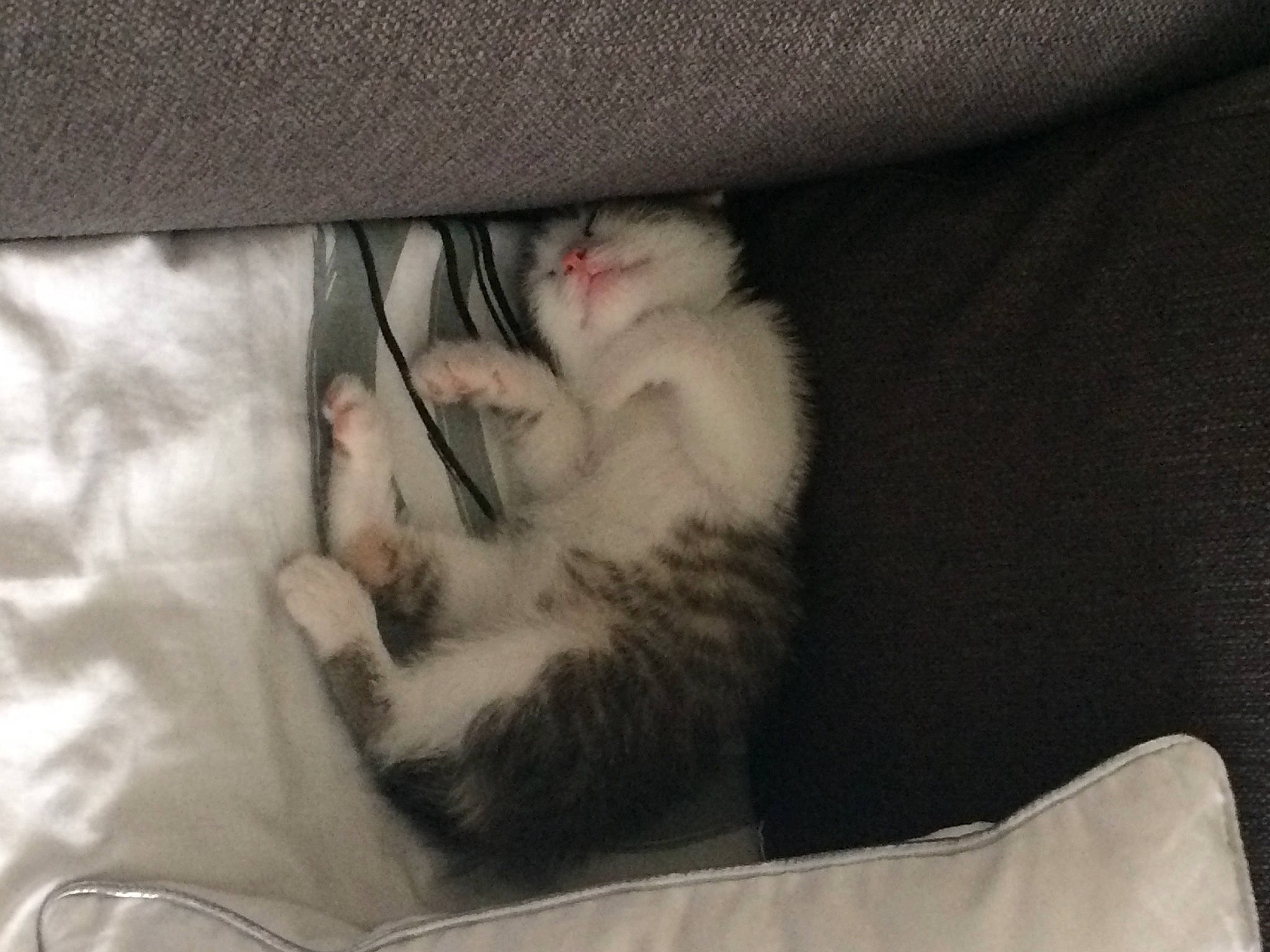 Rubis a rejoint le concours — aidez-le/la à gagner de superbes lots ! canidae, carnivore, cat, cat_bed, claw, comfort, domestic_short_haired_cat, felidae, foot, fur, grey, nap, paw, sleep, small_to_medium_sized_cats, snout, tail, whiskers