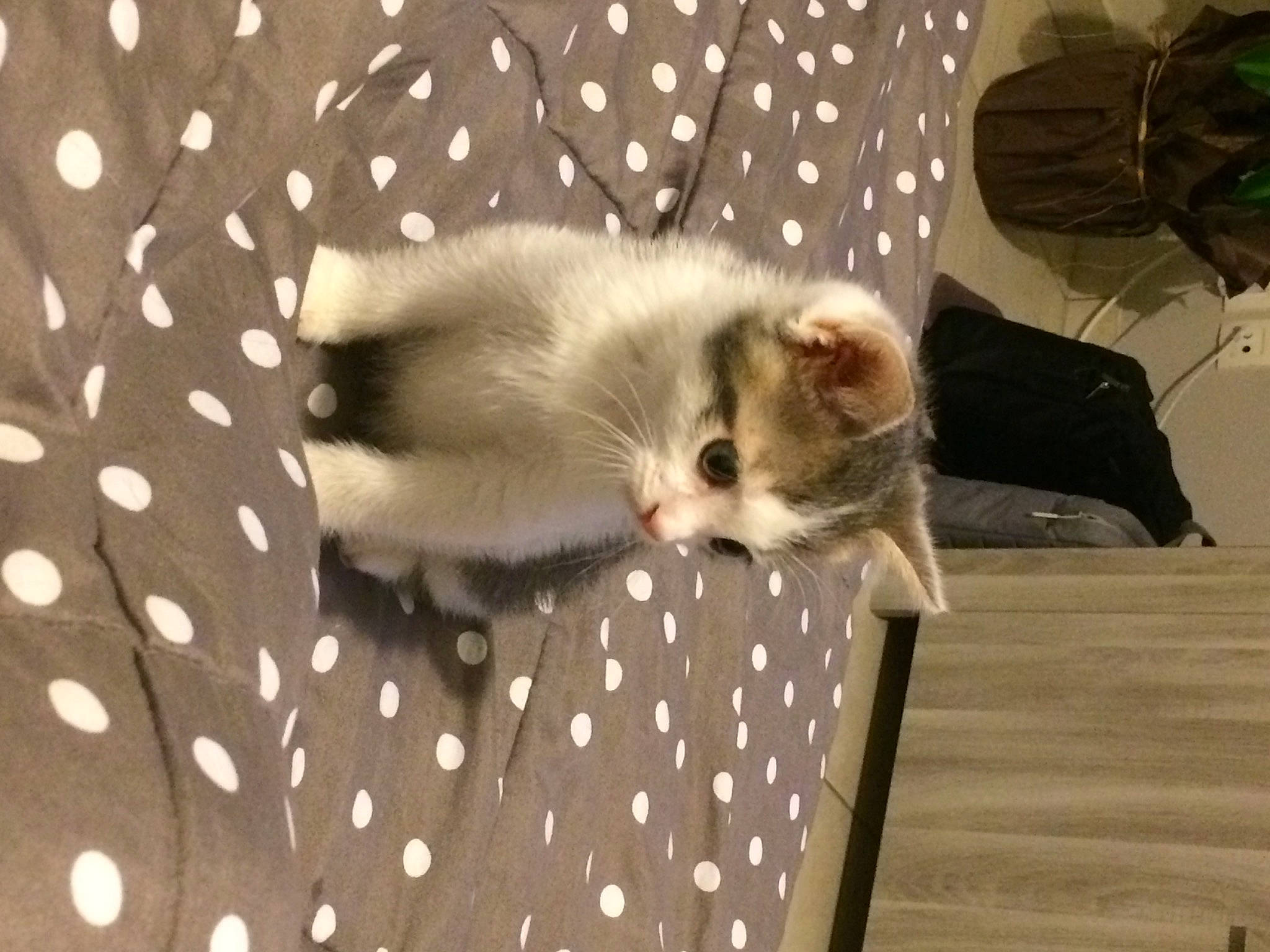 Rubis participe au concours pour gagner de l'argent avec cette photo : carnivore, cat, claw, comfort, domestic_short_haired_cat, fawn, felidae, flooring, fur, hardwood, linens, pattern, paw, room, small_to_medium_sized_cats, tail, whiskers, wood