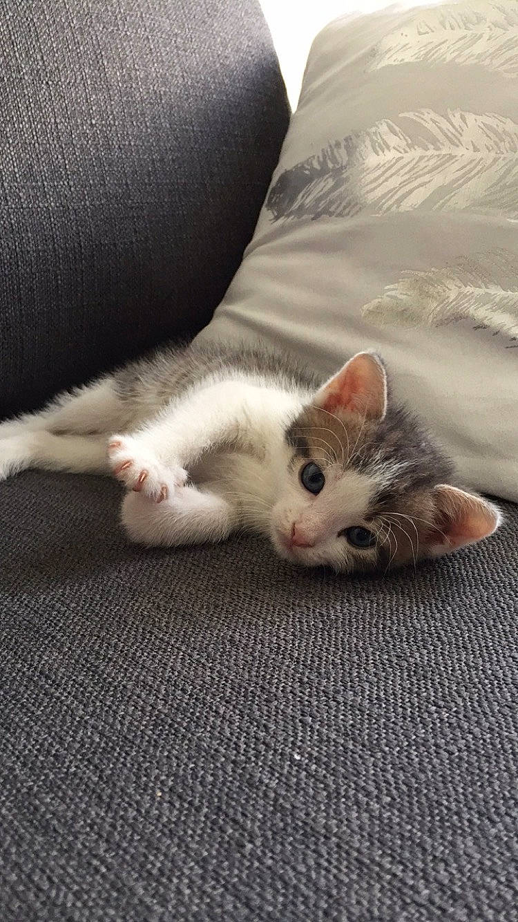 Rubis participe au concours pour gagner de l'argent avec cette photo : carnivore, cat, claw, comfort, couch, domestic_short_haired_cat, fawn, felidae, flooring, foot, fur, grey, linens, nap, paw, small_to_medium_sized_cats, snout, tail, whiskers, wood