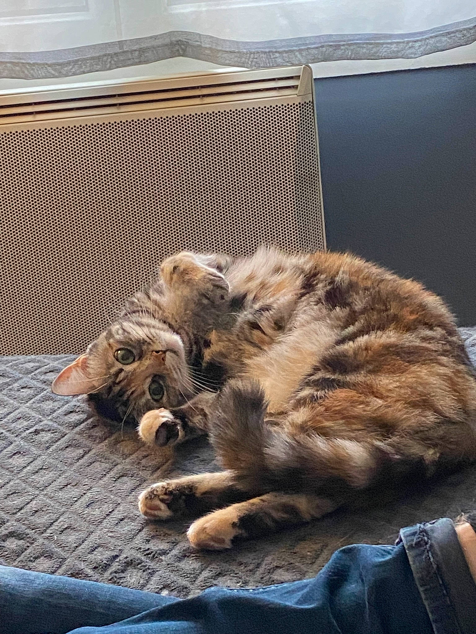 Nala participe au concours pour gagner de l'argent avec cette photo : canidae, carnivore, cat, claw, comfort, denim, domestic_short_haired_cat, felidae, flooring, fur, grey, nap, paw, small_to_medium_sized_cats, snout, tail, terrestrial_animal, whiskers, wildlife, wood