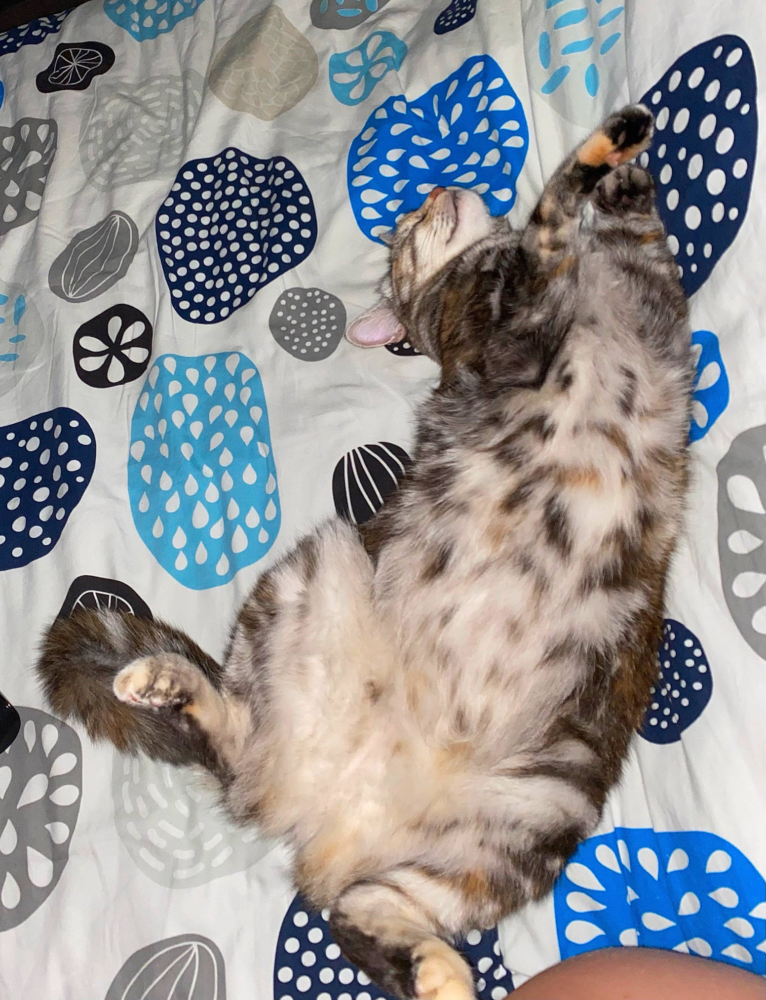 Nala participe au concours pour gagner de l'argent avec cette photo : blue, carnivore, cat, comfort, domestic_short_haired_cat, felidae, fur, linens, pattern, paw, small_to_medium_sized_cats, tail, whiskers