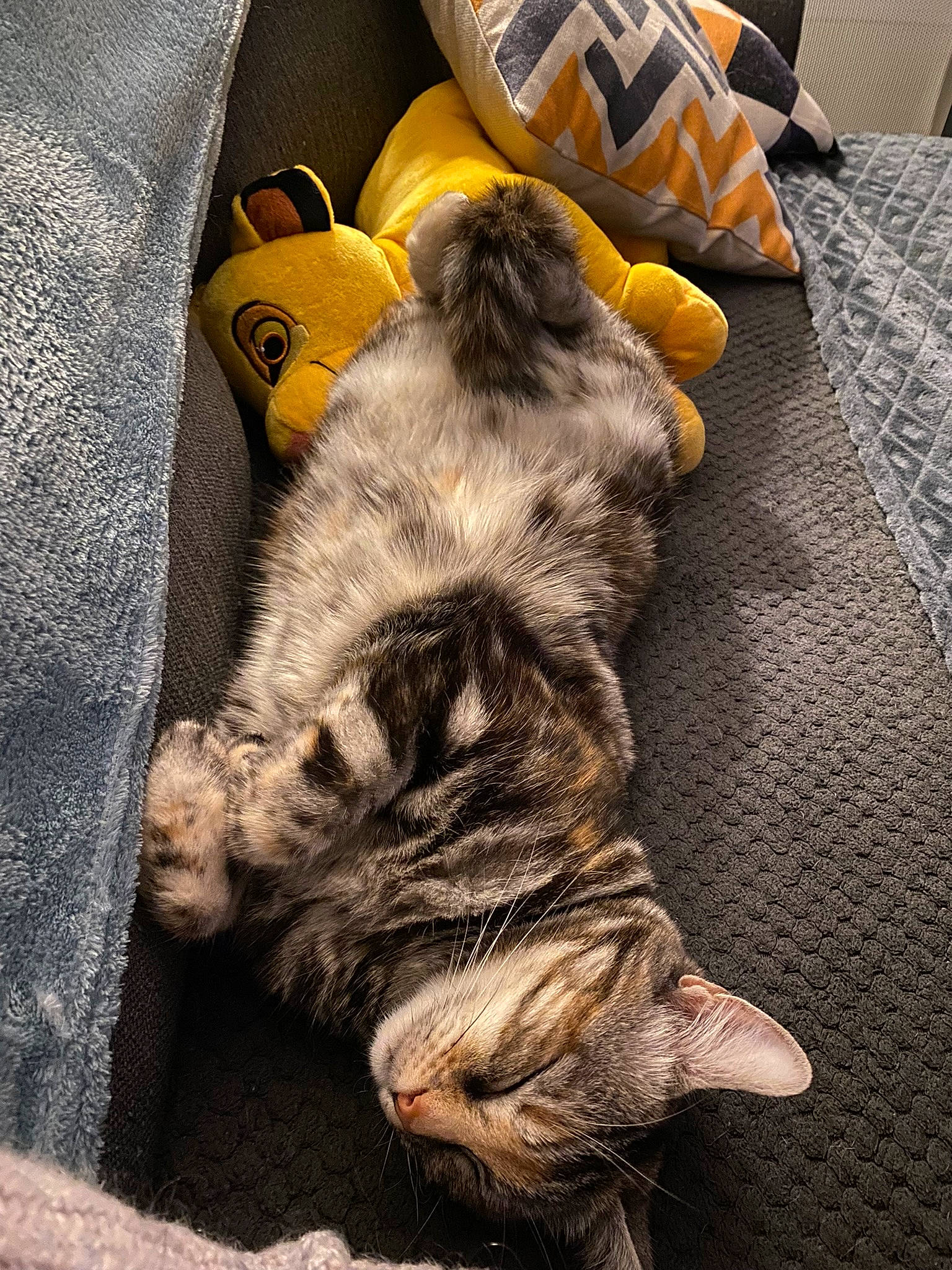 Nala a rejoint le concours — aidez-le/la à gagner de superbes lots ! carnivore, carpet, cat, claw, comfort, couch, domestic_short_haired_cat, felidae, flooring, fur, grey, human_leg, linens, paw, small_to_medium_sized_cats, tail, terrestrial_animal, textile, whiskers, wood