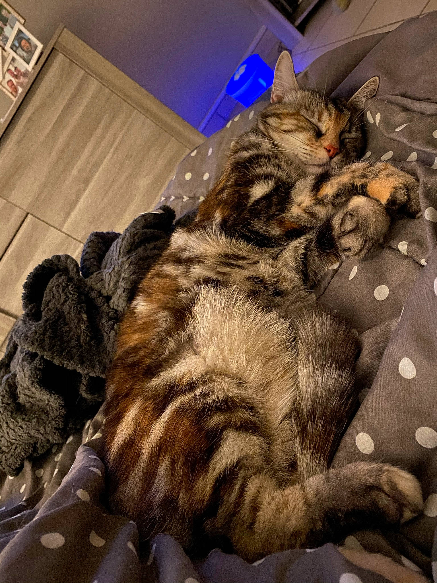 Nala a rejoint le concours — aidez-le/la à gagner de superbes lots ! canidae, carnivore, cat, claw, comfort, dog_breed, domestic_short_haired_cat, fawn, felidae, fur, metal, nap, pattern, paw, small_to_medium_sized_cats, snout, sporting_group, tail, terrestrial_animal, whiskers