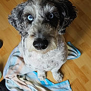 Levi is registered to the contest to win money with this photo: animal, black_nose, blue_eyes, calm, close_up, companion, curious, cute, dog, domestic, fluffy, fur, indoor, looking_up, mammal, pet, portrait, sitting, towel, wooden_floor