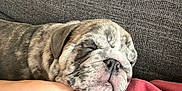 Franklin Beans joined the competition — help win amazing prizes! puppy, dog, sleeping, resting, couch, blanket, arm, cozy, indoor, pet, fur, closeup, comfort, relaxation, snuggle, home, animal, cute, young, soft