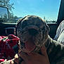 Franklin Beans is registered to the contest to win money with this photo: dog, puppy, bulldog, tongue_out, hand, person, car_interior, window, sunlight, blanket, red_blanket, close_up, pet, animal, cute, smiling, indoor, seat, human_hand, daylight