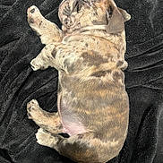 Franklin Beans joined the competition — help win amazing prizes! puppy, dog, sleeping, nap, brindle, fur, paw, black_blanket, cute, pet, animal, domestic, young_dog, resting, cozy, fur_pattern, side_view, relaxed, indoor, soft