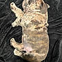 animal, black_blanket, brindle, cozy, cute, dog, domestic, fur, fur_pattern, indoor, nap, paw, pet, puppy, relaxed, resting, side_view, sleeping, soft, young_dog