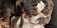 Gertrude is registered to the contest to win money with this photo: animal, blanket, bulldog, chair, companion, cozy, cute, dog, domestic, face, fur, indoor, mammal, paw, pet, relaxing, resting, sleeping, snout, tongue