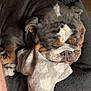 Gertrude is registered to the contest to win money with this photo: animal, blanket, bulldog, chair, companion, cozy, cute, dog, domestic, face, fur, indoor, mammal, paw, pet, relaxing, resting, sleeping, snout, tongue