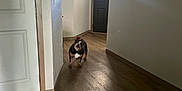 Gertrude is registered to the contest to win money with this photo: animal, black, brown, bulldog, companion, curious, dog, domestic, door, flooring, hallway, home, indoor, light, pet, shadow, standing, wall, white, wooden_floor