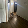 animal, black, brown, bulldog, companion, curious, dog, domestic, door, flooring, hallway, home, indoor, light, pet, shadow, standing, wall, white, wooden_floor