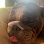 Gertrude is registered to the contest to win money with this photo: animal, bulldog, close_up, companion, couch, cozy, cute, dog, face, fur, indoor, light, nose, paw, pet, relaxing, resting, shadow, sleeping, tongue_out