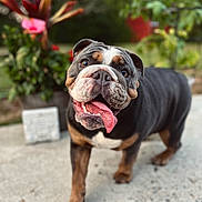 Gertrude joined the competition — help win amazing prizes! animal, background, bulldog, close_up, concrete, daylight, dog, ears, face, fur, greenery, happy, mammal, nature, outdoor, pet, plants, portrait, tongue_out, walking
