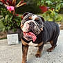 animal, background, bulldog, close_up, concrete, daylight, dog, ears, face, fur, greenery, happy, mammal, nature, outdoor, pet, plants, portrait, tongue_out, walking