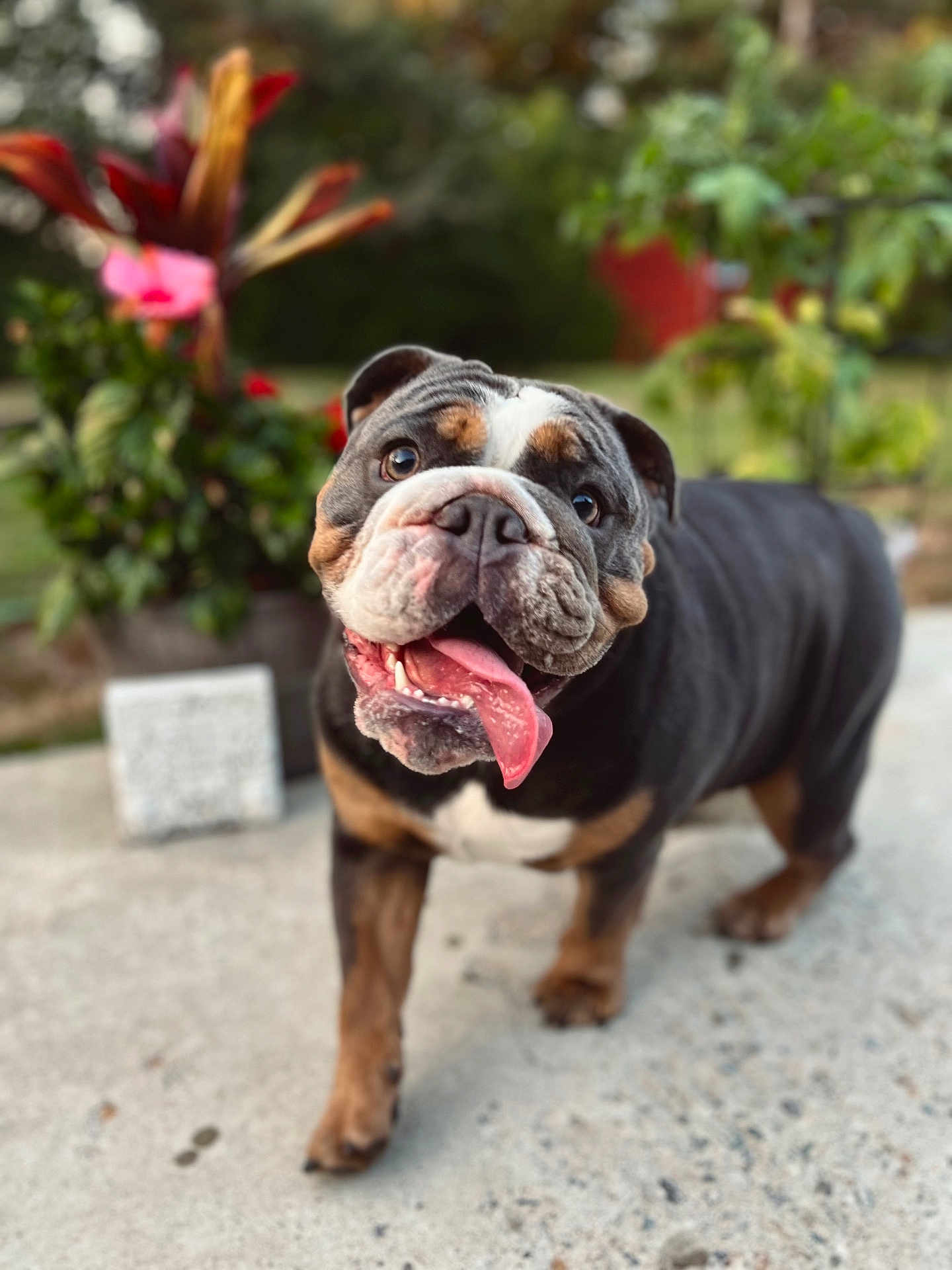 Gertrude joined the competition — help win amazing prizes! animal, background, bulldog, close_up, concrete, daylight, dog, ears, face, fur, greenery, happy, mammal, nature, outdoor, pet, plants, portrait, tongue_out, walking