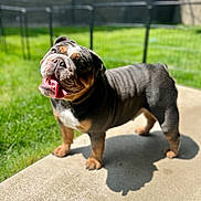 Gertrude is registered to the contest to win money with this photo: animal, backyard, bulldog, canine, concrete, daylight, dog, ears, fence, grass, happy, muzzle, outdoor, pet, playful, shadow, smiling, standing, sunlight, tongue_out