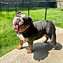 animal, backyard, bulldog, canine, concrete, daylight, dog, ears, fence, grass, happy, muzzle, outdoor, pet, playful, shadow, smiling, standing, sunlight, tongue_out