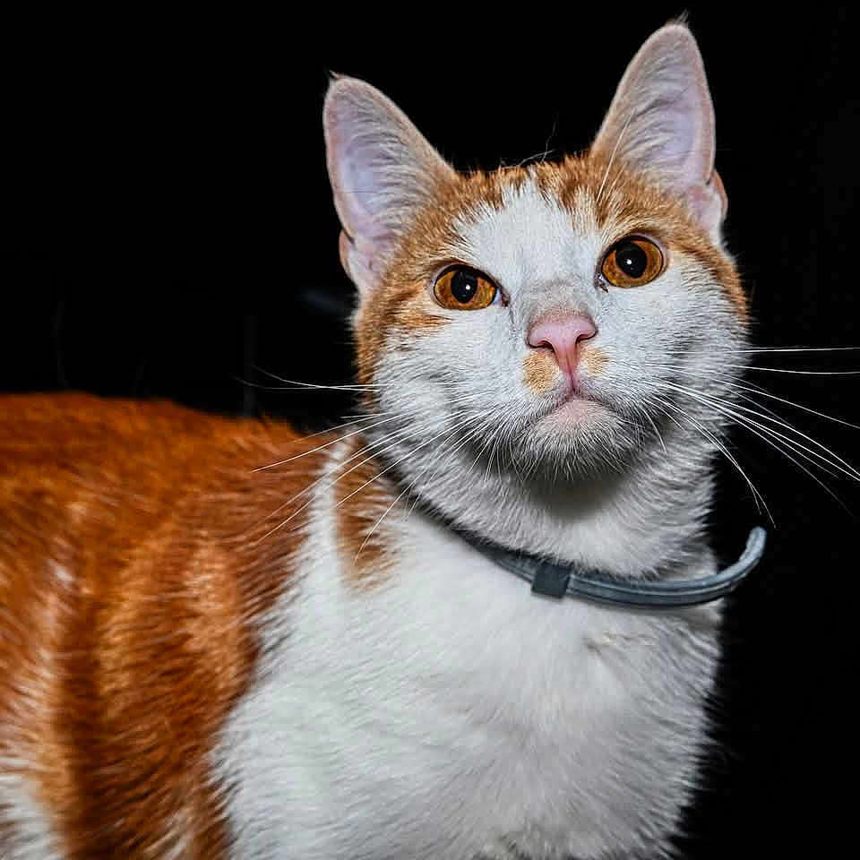Roucky participe au concours pour gagner de l'argent avec cette photo : animal, black_background, cat, close_up, collar, curious, cute, domestic_cat, ears, eyes, feline, fur, head, indoor, looking, mammal, orange_and_white, pet, portrait, whiskers
