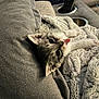 kitten, cat, tongue, blanket, couch, remote_control, cozy, soft, furniture, pet, indoor, cute, fur, whiskers, playful, resting, home, animal, comfort, relaxation