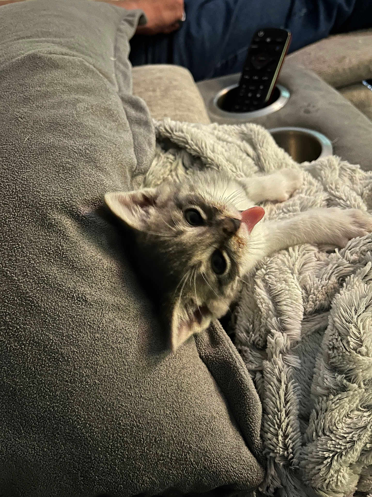 Diesel joined the competition — help win amazing prizes! kitten, cat, tongue, blanket, couch, remote_control, cozy, soft, furniture, pet, indoor, cute, fur, whiskers, playful, resting, home, animal, comfort, relaxation