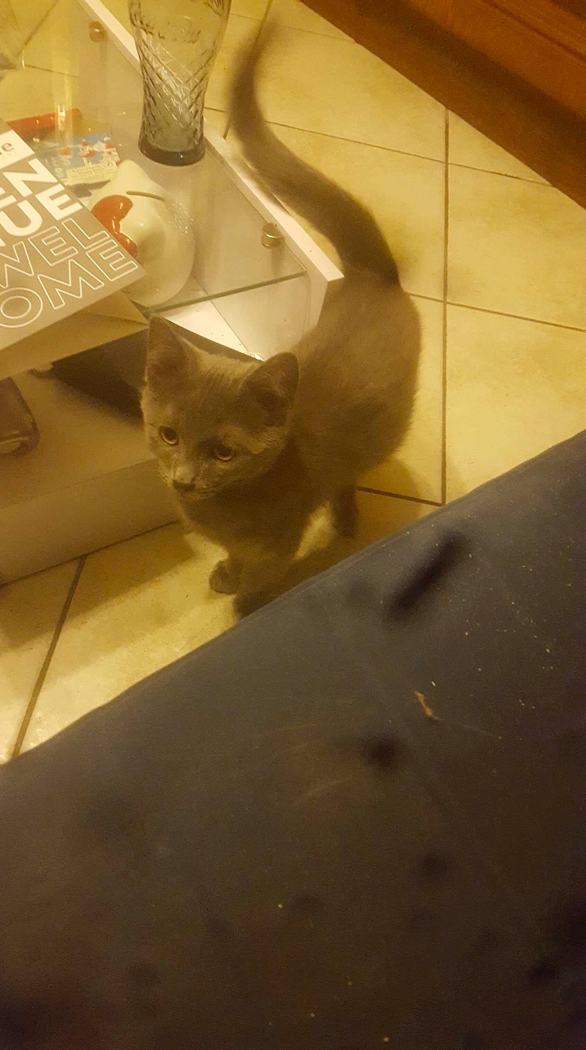 Marley participe au concours pour gagner de l'argent avec cette photo : british_shorthair, carnivore, cat, domestic_short_haired_cat, european_shorthair, fawn, felidae, floor, flooring, kitten, russian_blue, small_to_medium_sized_cats, tail, tile, whiskers, wood