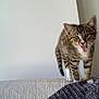 Snow participe au concours pour gagner de l'argent avec cette photo : kitten, tabby, cat, pet, animal, tongue_out, feline, cute, young, standing, couch, indoor, whiskers, fur, playful, curious, striped, paws, ears, nose