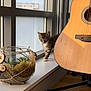 Snow participe au concours pour gagner de l'argent avec cette photo : kitten, cat, windowsill, glass_terrarium, succulents, moss, acoustic_guitar, guitar_stand, indoor, natural_light, curious, decor, wood_floor, plant, string_instrument, window, daylight, home, pet, furniture