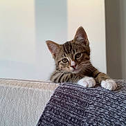 Snow participe au concours pour gagner de l'argent avec cette photo : kitten, cat, tabby, white_paws, blanket, furniture, indoor, cozy, cute, pet, animal, fur, whiskers, curious, relaxed, soft_light, texture, resting, closeup, young