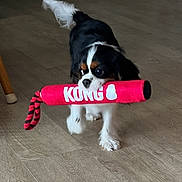 Ruger is registered to the contest to win money with this photo: animal, black, brown, cavalier_king_charles_spaniel, cute, dog, domestic, fur, indoor, kong, mouth, pet, playful, puppy, rope_toy, tail, toy, walking, white, wooden_floor