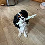 Ruger is registered to the contest to win money with this photo: animal, black_and_white, brown_spots, chewing, companion, curious, cute, dog, domestic, flooring, furniture, household, indoor, kitchen, pet, pet_bed, playful, small_dog, toy, wooden_floor