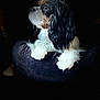 Ruger joined the competition — help win amazing prizes! animal, black_background, calm, cavalier_king_charles_spaniel, closeup, cute, dog, domestic_animal, fluffy, focused_light, fur, indoor, long_ears, looking_away, pet, portrait, quilted_cushion, side_view, sitting, white_paws