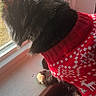 Bay is registered to the contest to win money with this photo: cat, black_cat, sweater, red_sweater, window, windowsill, sunlight, indoor, pet, animal, cozy, holiday, festive, fur, looking_out, paw, warm_light, domestic, relaxed, quiet