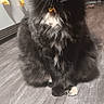 cat, black_cat, white_patch, fluffy, sitting, wooden_floor, indoor, kitchen, paper_decorations, curious, pet, domestic_animal, whiskers, collar, flooring, animal_portrait, feline, cute, household, fur