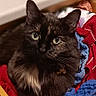 cat, black_cat, green_eyes, furry, knitted_clothes, drawer, kitchen, cozy, indoor, pet, feline, curious, resting, closeup, soft_texture, colorful, household, domestic, cute, animal