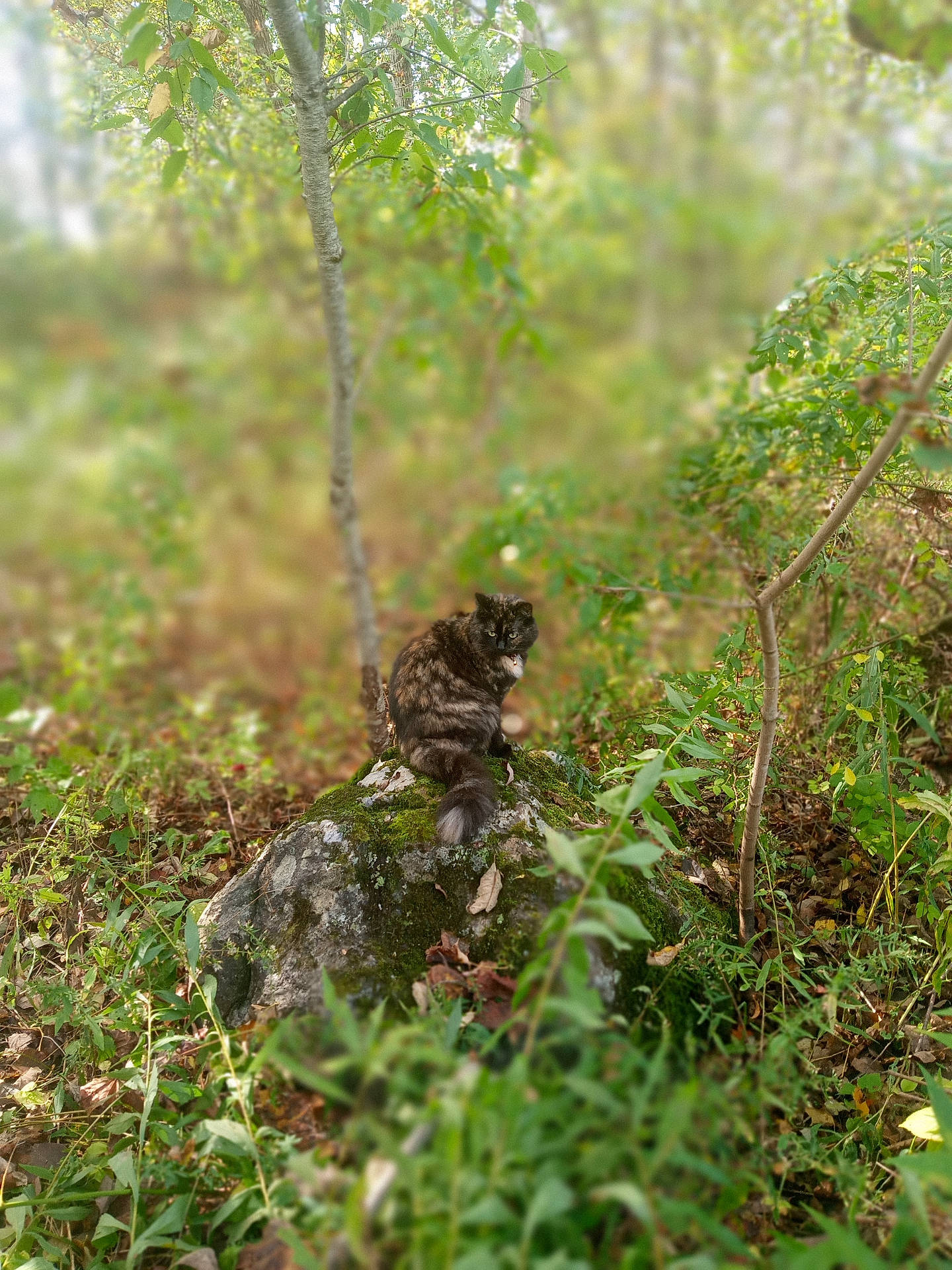 Bay is registered to the contest to win money with this photo: animal, bushes, cat, curious, foliage, forest, greenery, leaves, moss, mossy_rock, natural_light, nature, outdoor, plant, rock, sitting, tabby_cat, tree, wildlife, woodland